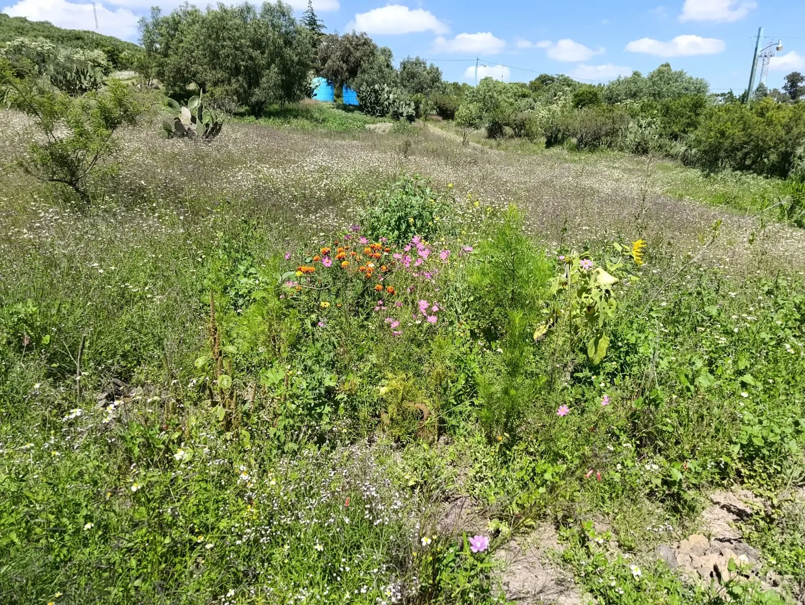 Paisaje con flores rosadas y blancas, hierbas y árboles al fondo.